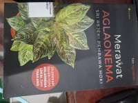 Image of Merawat Aglonema